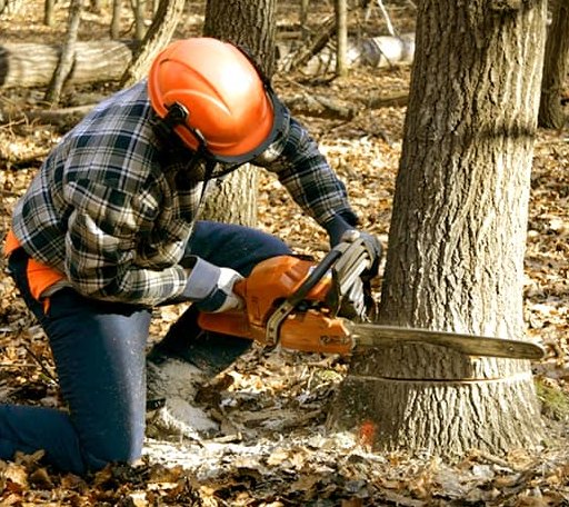 Tree Removal in Crockett, VA